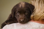 Relaxing Puppy