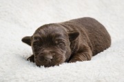 Zuma