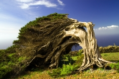 Force Of Wind