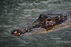 Here's Lookin' At You, Kid