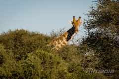 Incomplete Camouflage