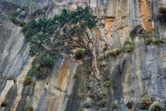 Professional of Survival