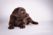 Zuma-17